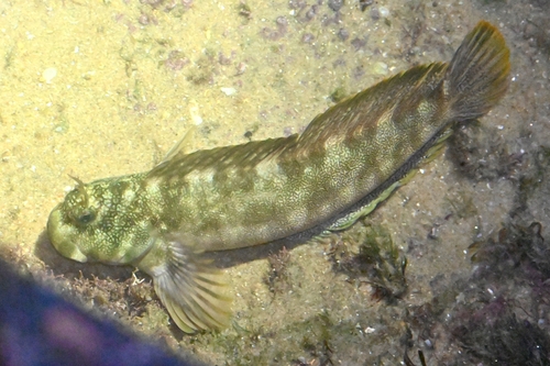 Entomacrodus vermiculatus observed 2026-05-18