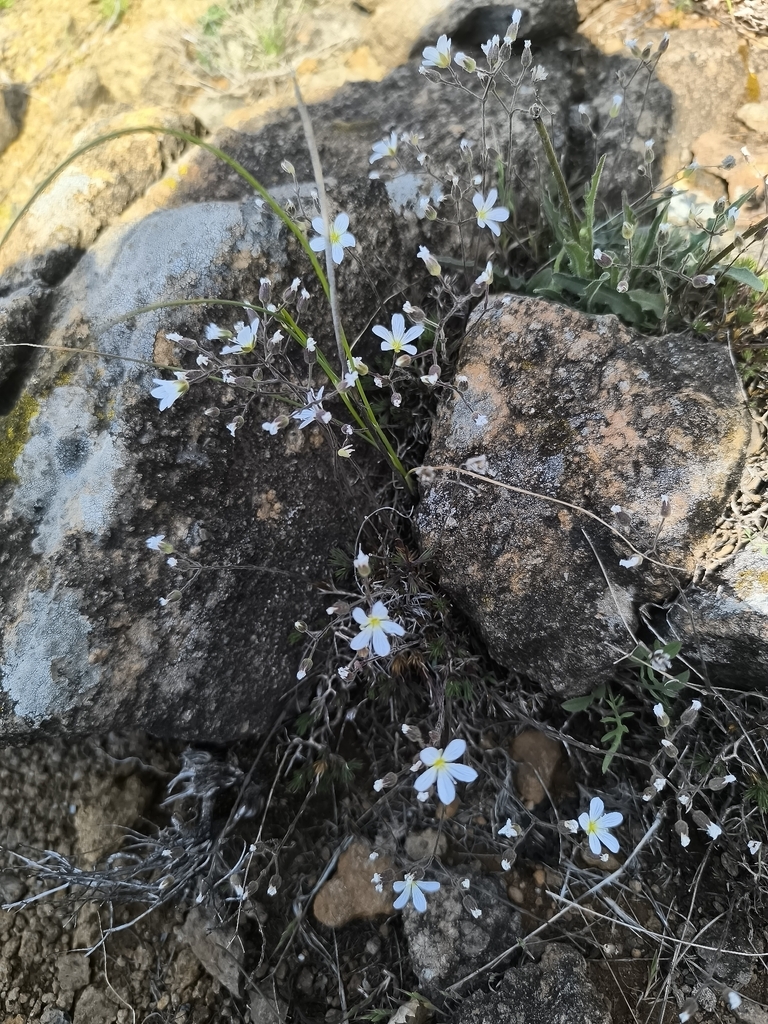 Cherleria baldaccii