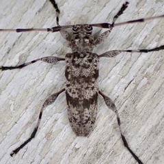 Graphisurus fasciatus