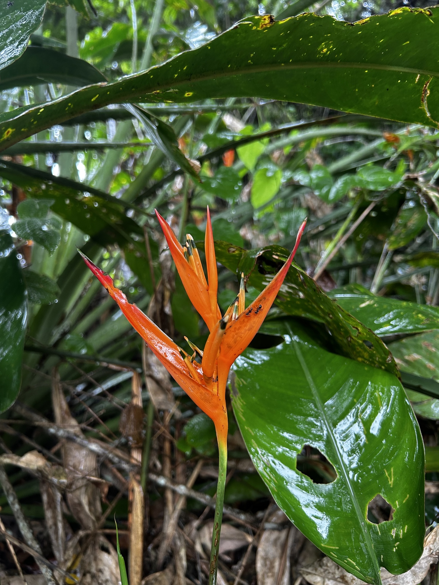 Heliconia psittacorum