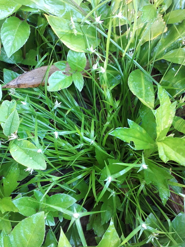 Rhynchospora pubera, 2026-05-21