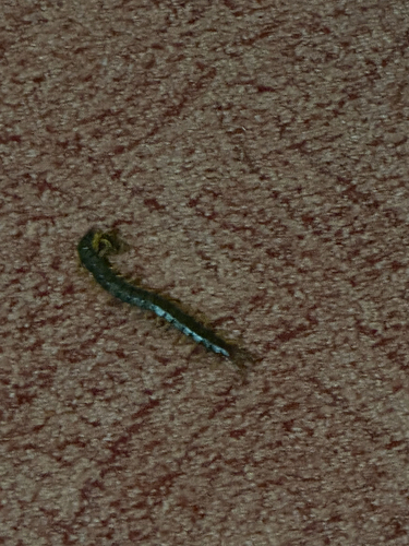Mediterranean Banded Centipede
