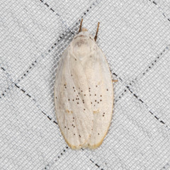 Durrantia piperatella