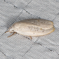 Durrantia piperatella