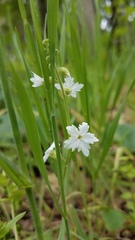 Lithophragma bolanderi
