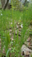 Lithophragma bolanderi