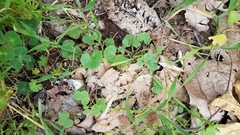 Lithophragma bolanderi