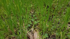 Lithophragma bolanderi