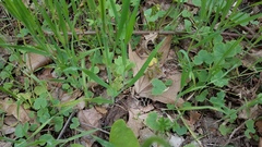 Lithophragma bolanderi