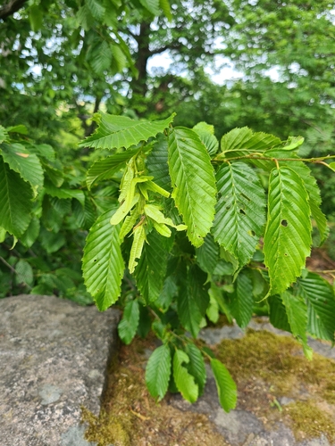 European Hornbeam