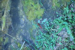 Crocothemis erythraea