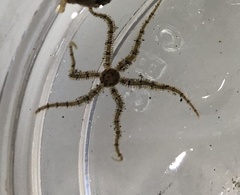 Ophiactoidea