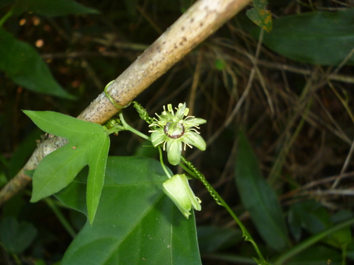 corkystem passionflower
