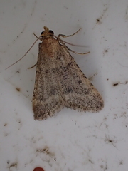 Bostra obsoletalis