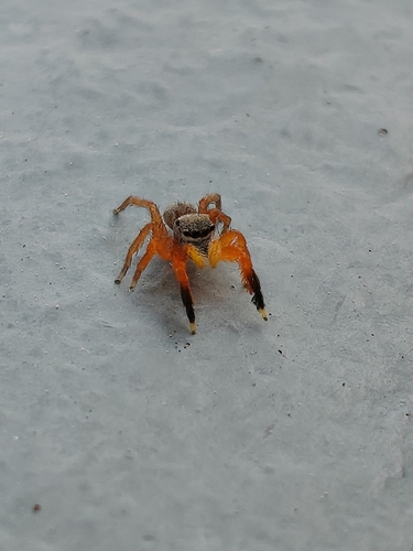 Euophrys kataokai
