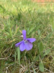 Viola riviniana