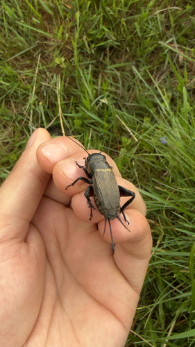 European Field Cricket