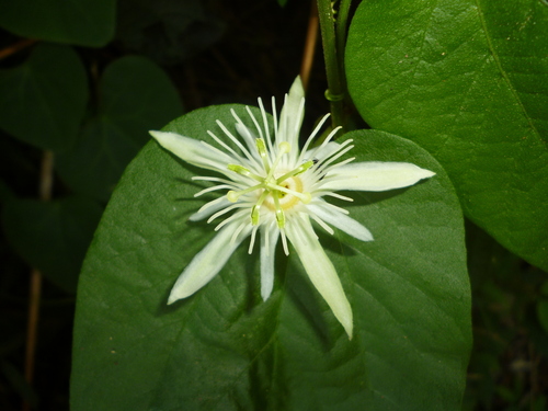 Passiflora capsularis