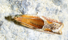 Ancylis obtusana