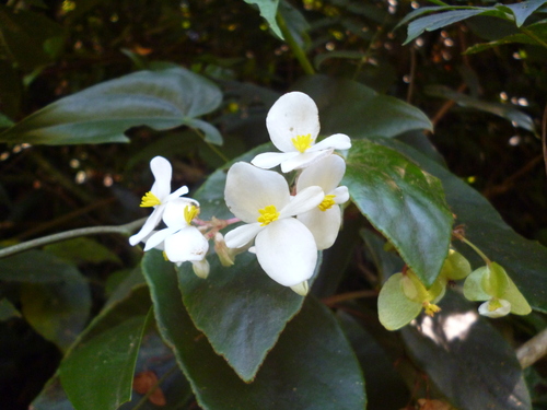 woolly bear begonia