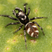 Araña Cebra - Photo Kaldari, sin restricciones conocidas de derechos (dominio publico)