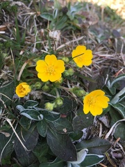Potentilla aurea