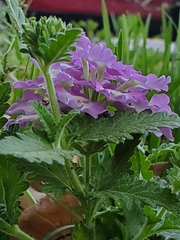 Glandularia canadensis