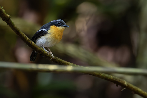 Ficedula dumetoria observed 2026-04-30
