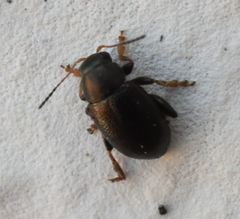 Chaetocnema hortensis