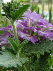 Glandularia canadensis