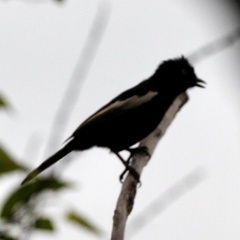 Melaniparus guineensis