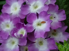 Glandularia canadensis