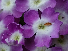 Glandularia canadensis