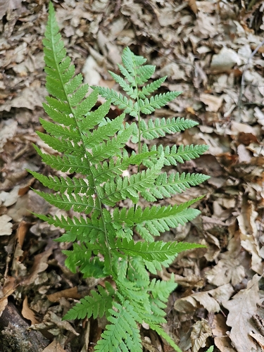 spinulose wood fern