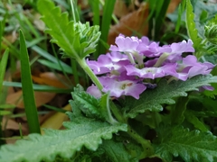 Glandularia canadensis