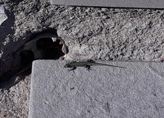 Podarcis muralis nigriventris