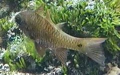 Ostorhinchus norfolcensis