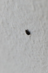 Chaetocnema hortensis