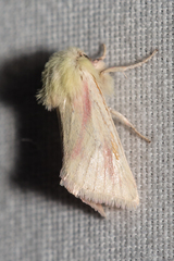 Lythrodes