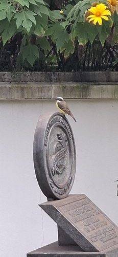 Social Flycatcher