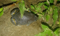 Elachistocleis ovalis