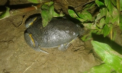 Elachistocleis ovalis