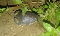 Elachistocleis ovalis