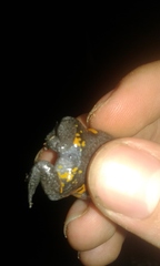 Elachistocleis ovalis