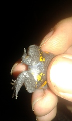 Elachistocleis ovalis