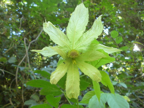 Dalechampia pentaphylla