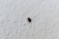 Chaetocnema hortensis