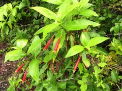 Lisianthius axillaris