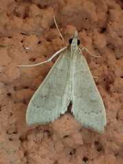 Mecyna asinalis