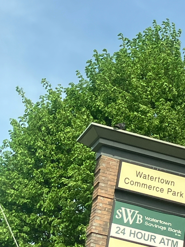 Feral Pigeon
